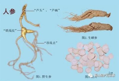 中医里的八种参（人参、党参、红参、太子参、玄参、沙参，西洋参、拳参）功效与作用
