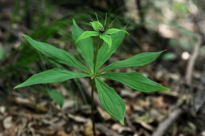 倪海清治癌症（恶性肿瘤）秘方和抗癌治癌中药材大全