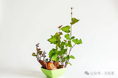 番薯（地瓜）：能抑制癌细胞的最佳食品